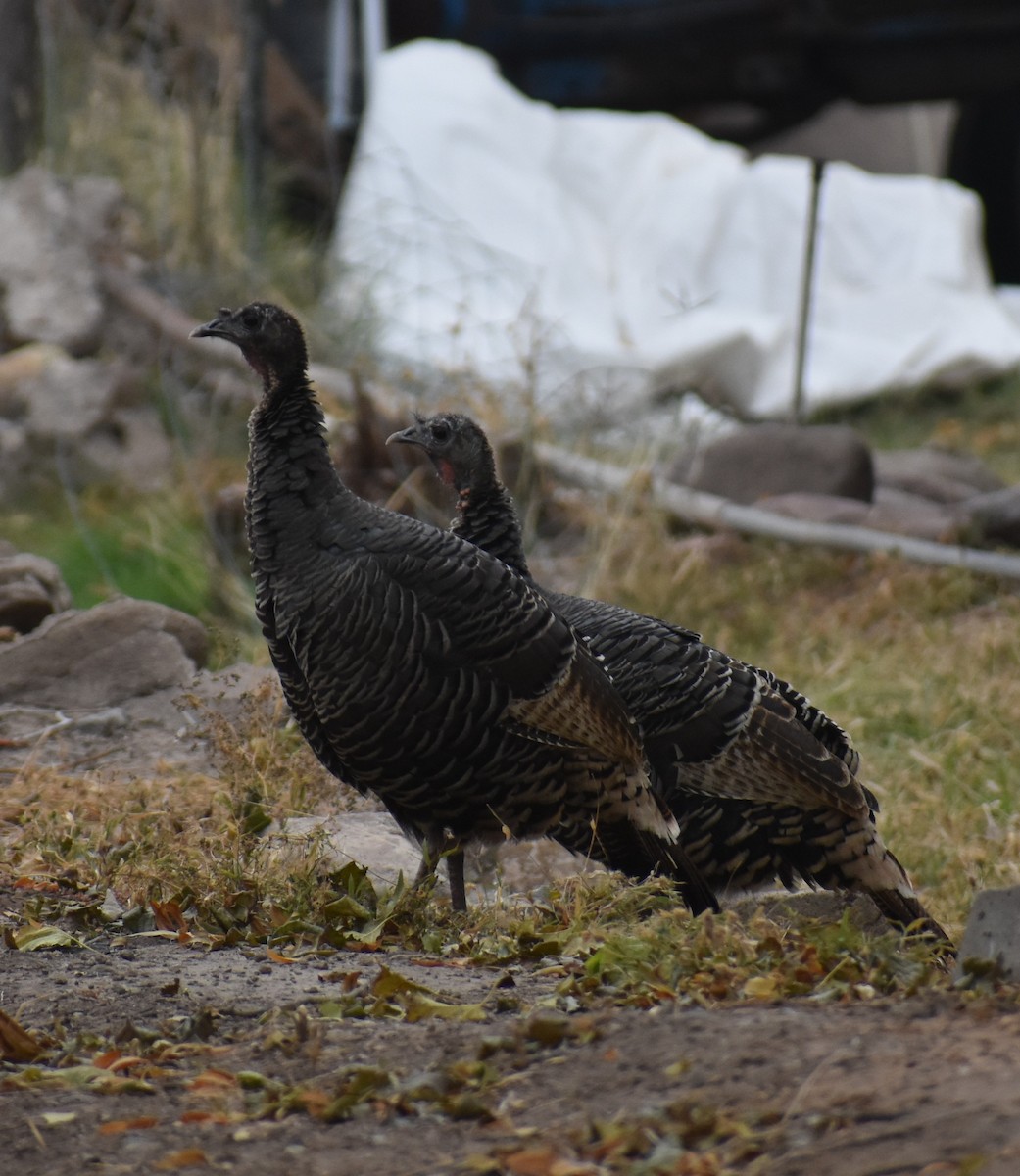 Wild Turkey - ML646942340