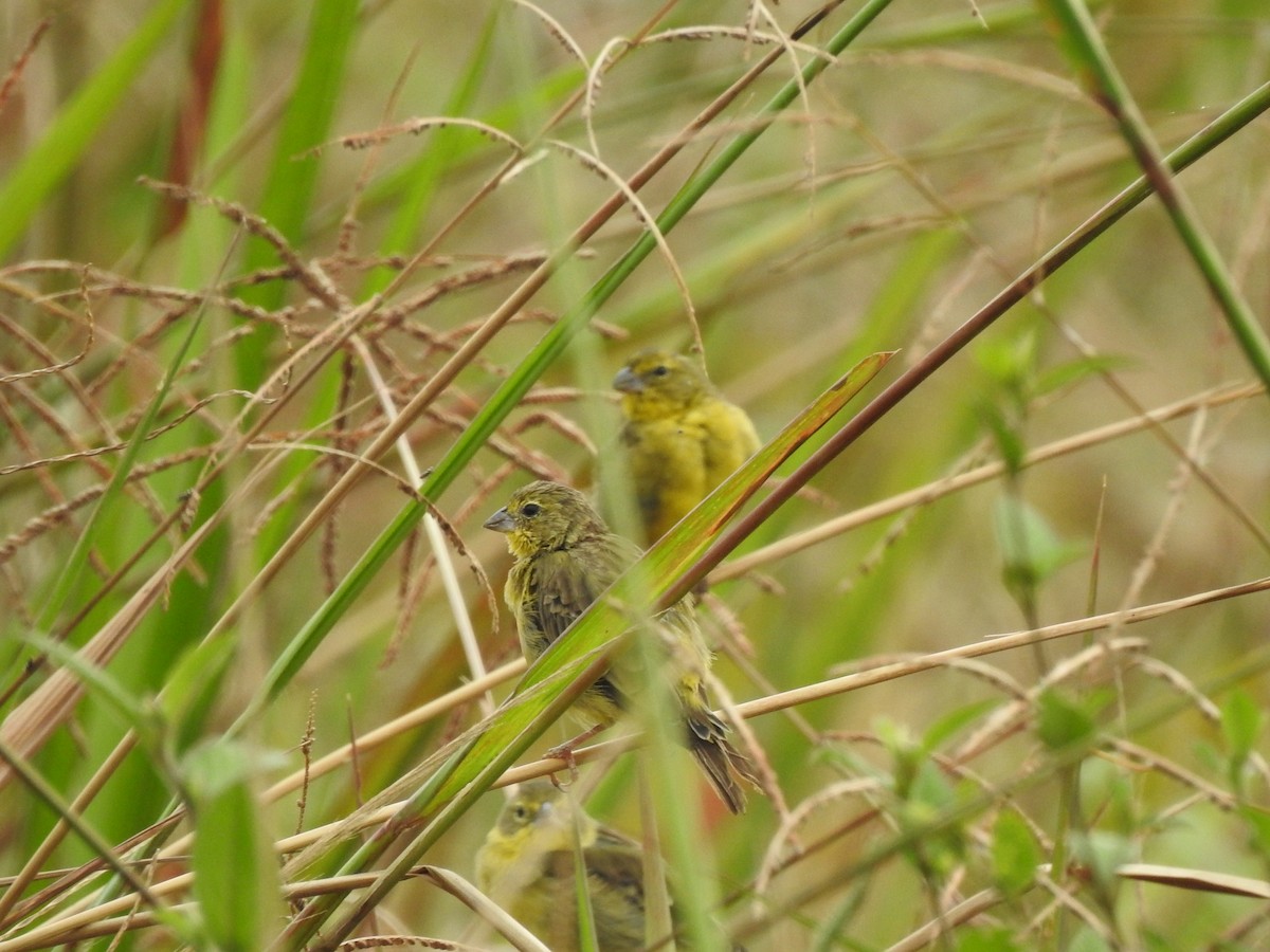 Çayır Kanarya İspinozu - ML646942343