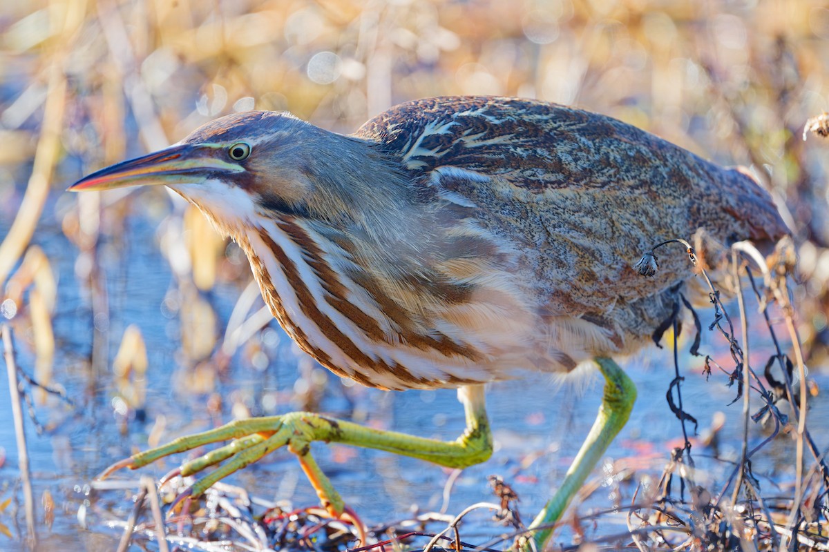 American Bittern - ML646942344