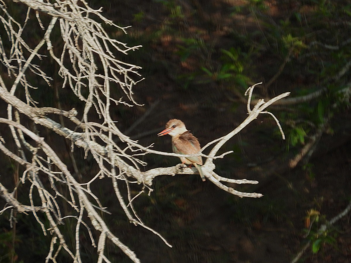 Brown-hooded Kingfisher - ML646942353