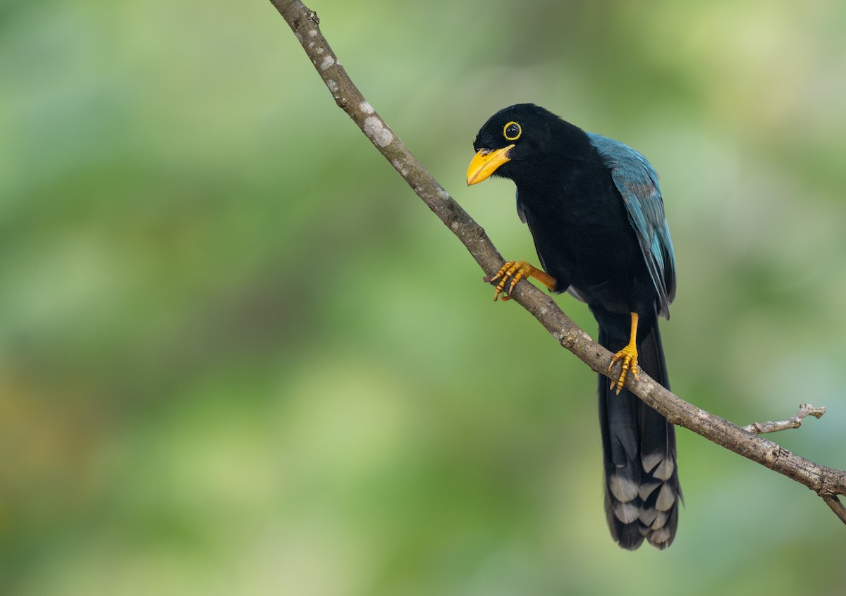 yucatánskrike - ML646942355