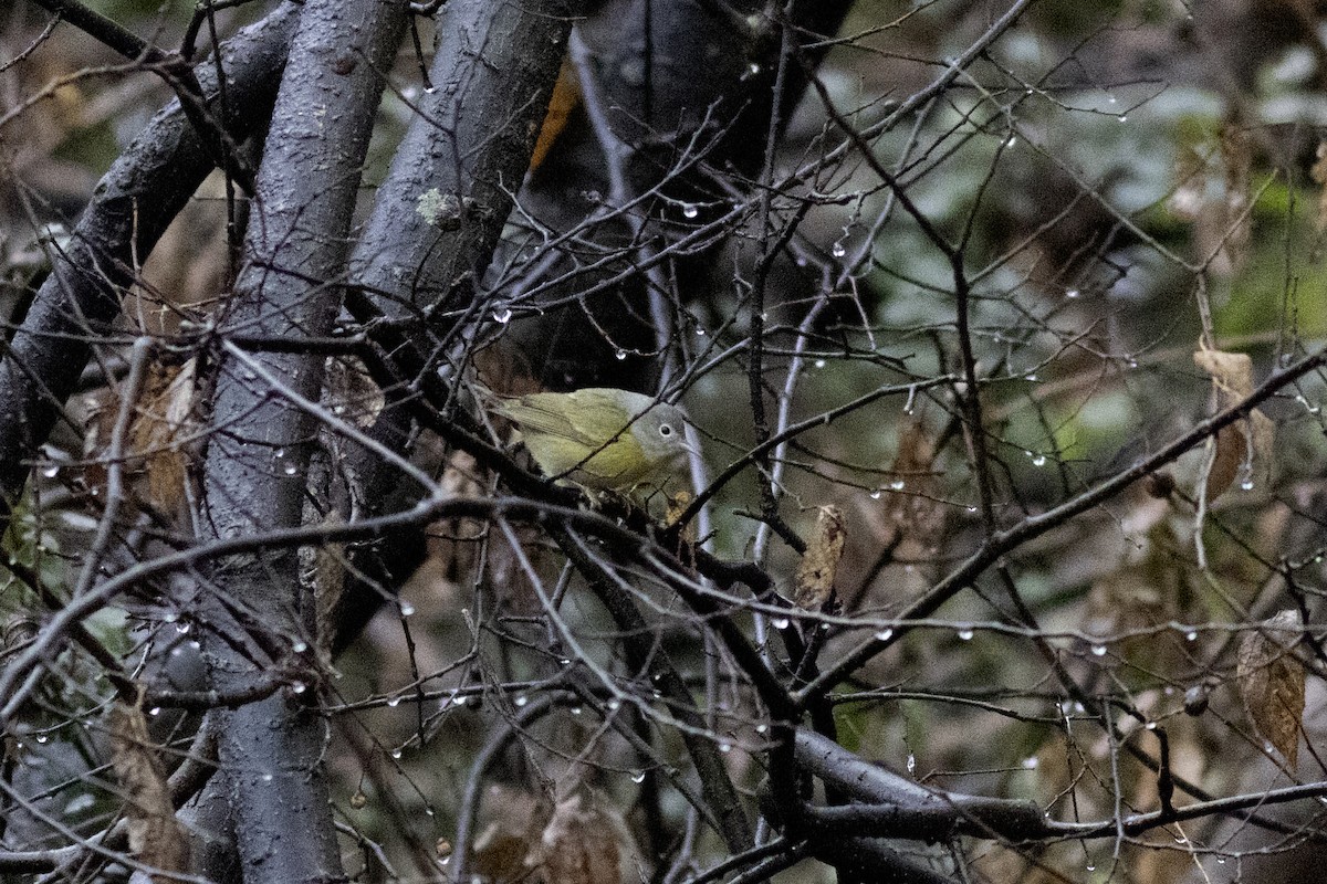 Nashville Warbler - ML646942356