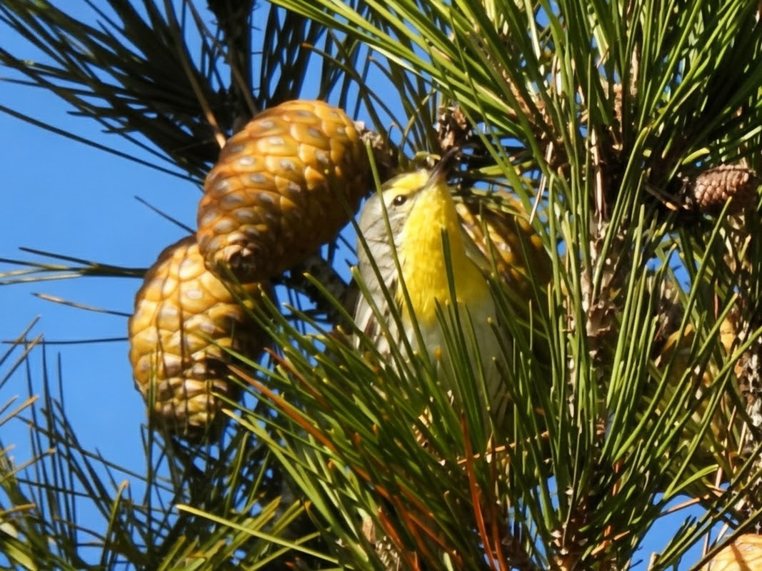 Paruline de Grace - ML646942366