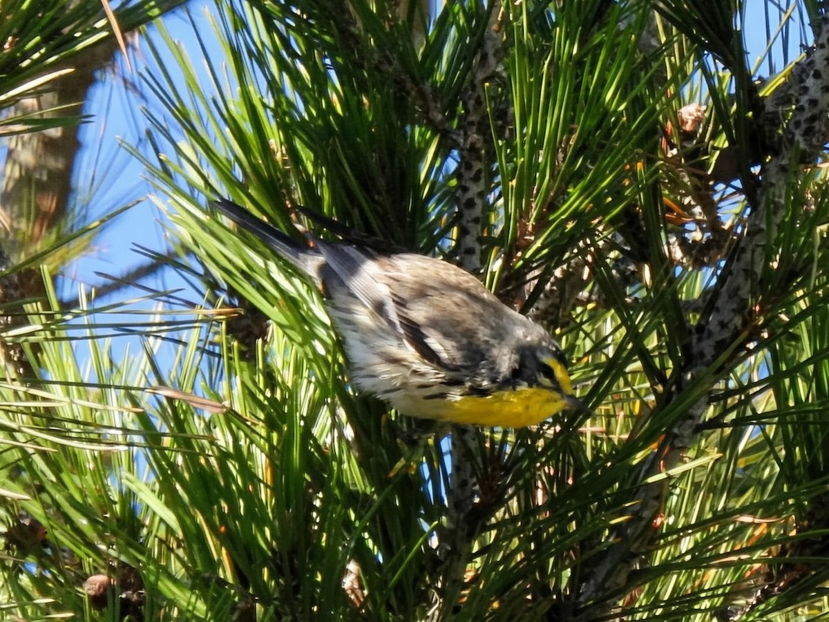 Paruline de Grace - ML646942367