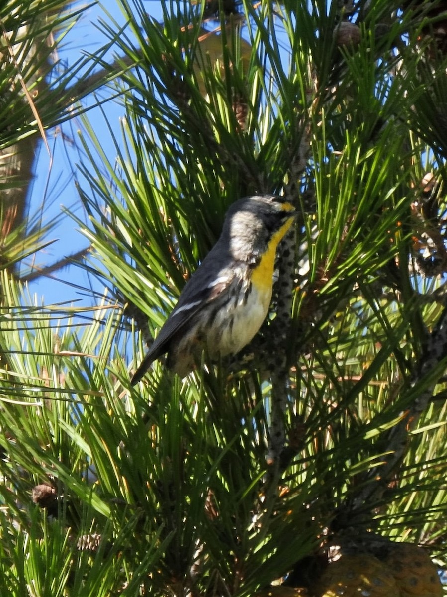 Paruline de Grace - ML646942368