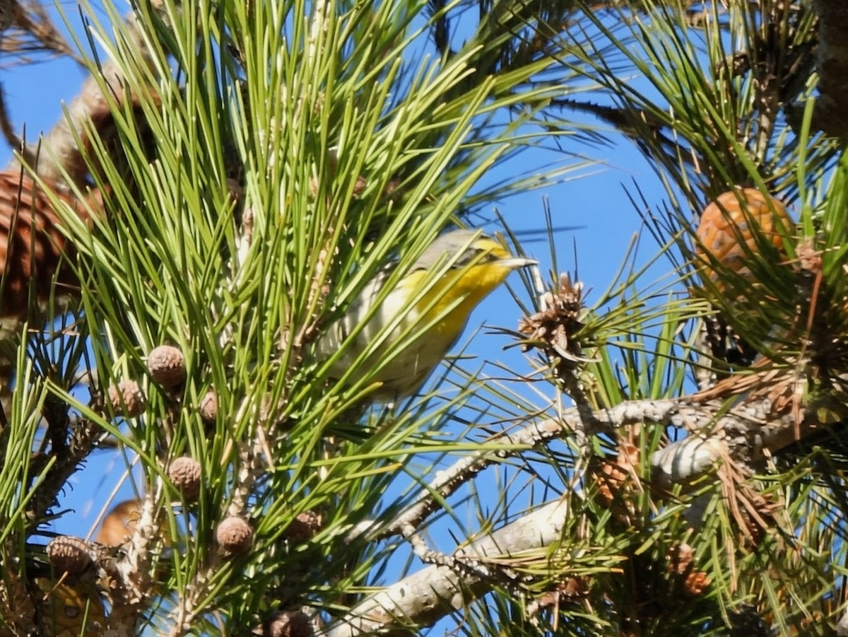 Paruline de Grace - ML646942369