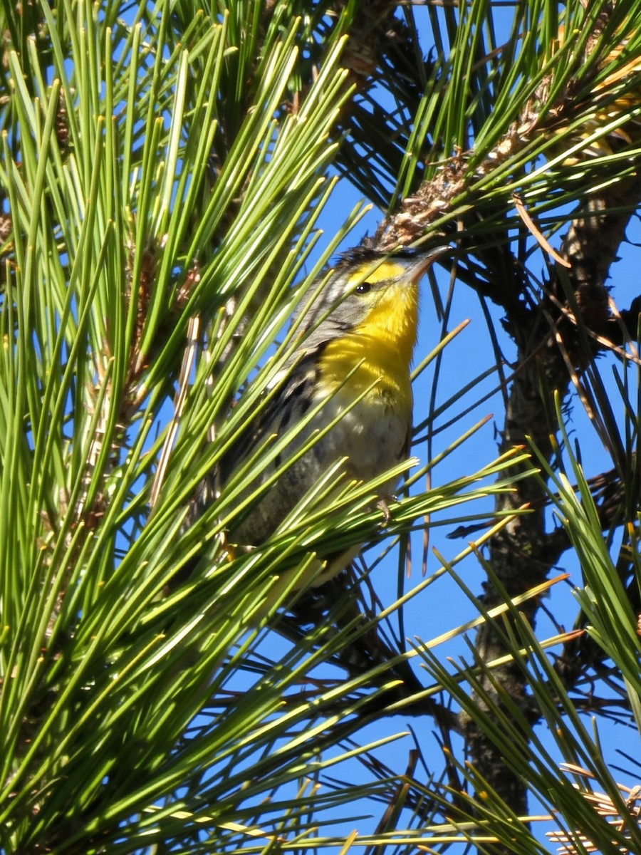 Paruline de Grace - ML646942370