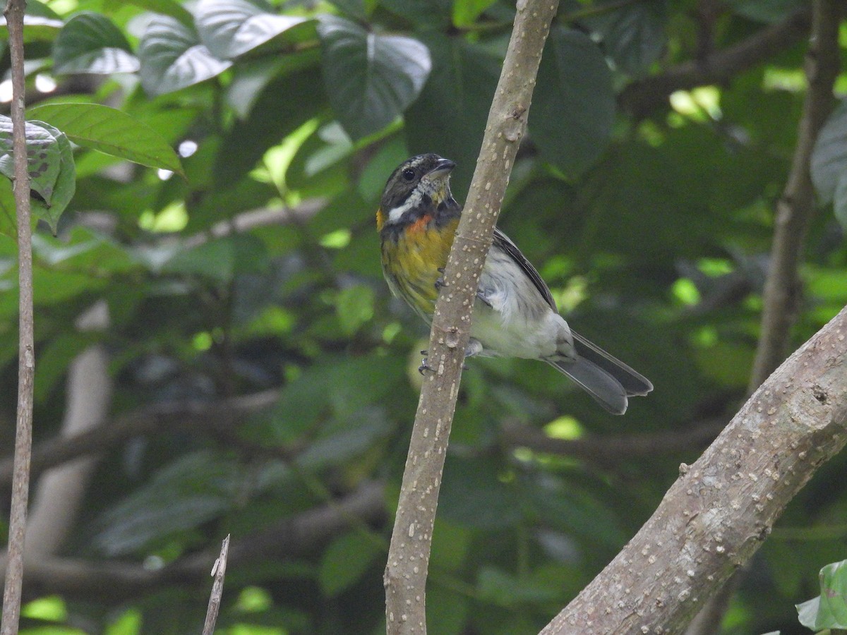 Puerto Rican Spindalis - ML646942374