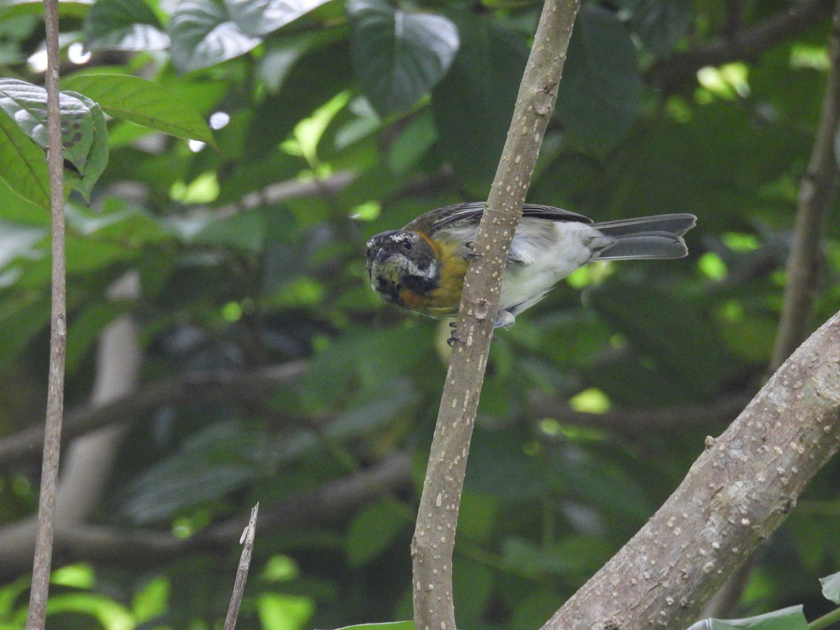 Puerto Rican Spindalis - ML646942376