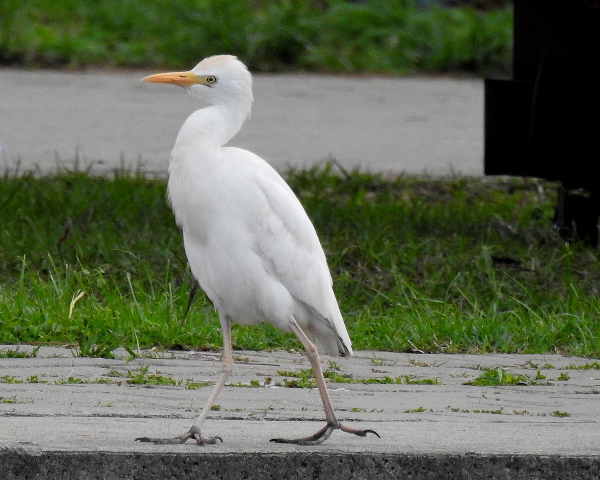 אנפית בקר מערבית - ML646942380