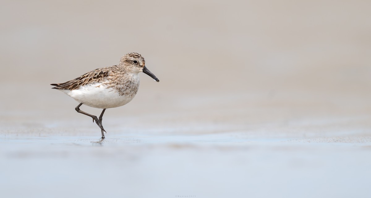 Semipalmated Sandpiper - ML646942383