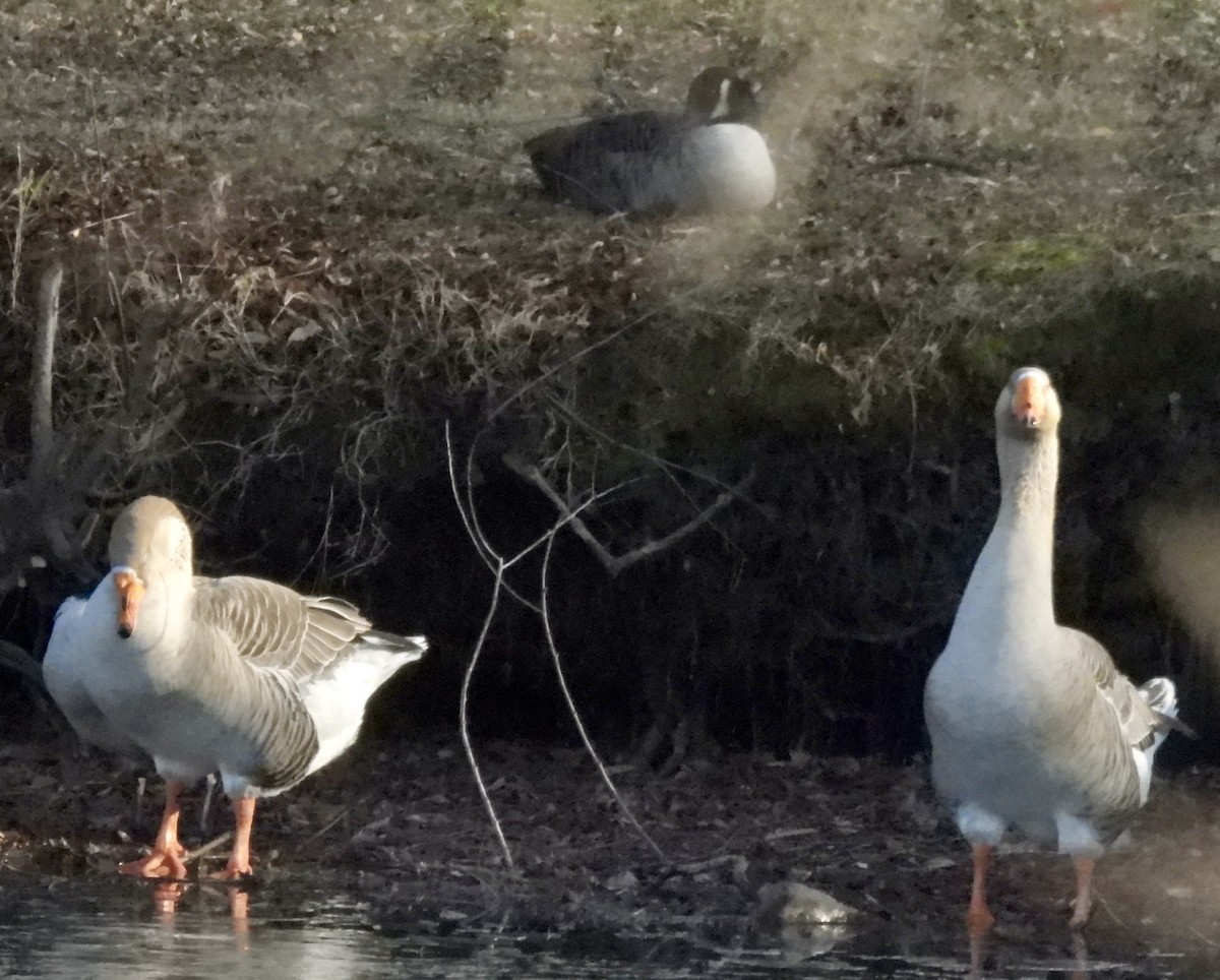 Domestic goose sp. (Domestic type) - ML646942384