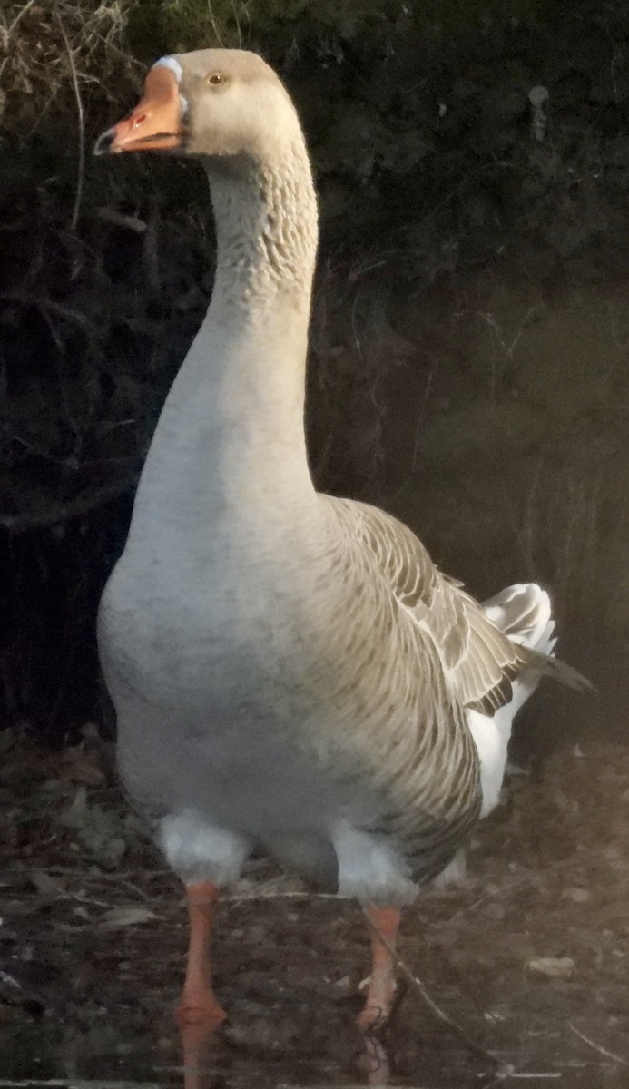 Domestic goose sp. (Domestic type) - ML646942385