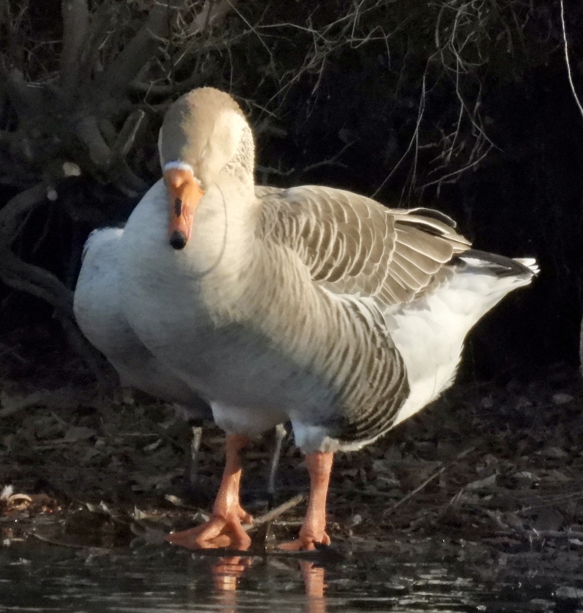 Domestic goose sp. (Domestic type) - ML646942386
