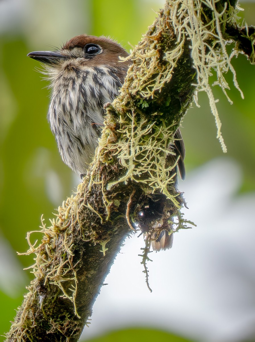 Lanceolated Monklet - ML646942389