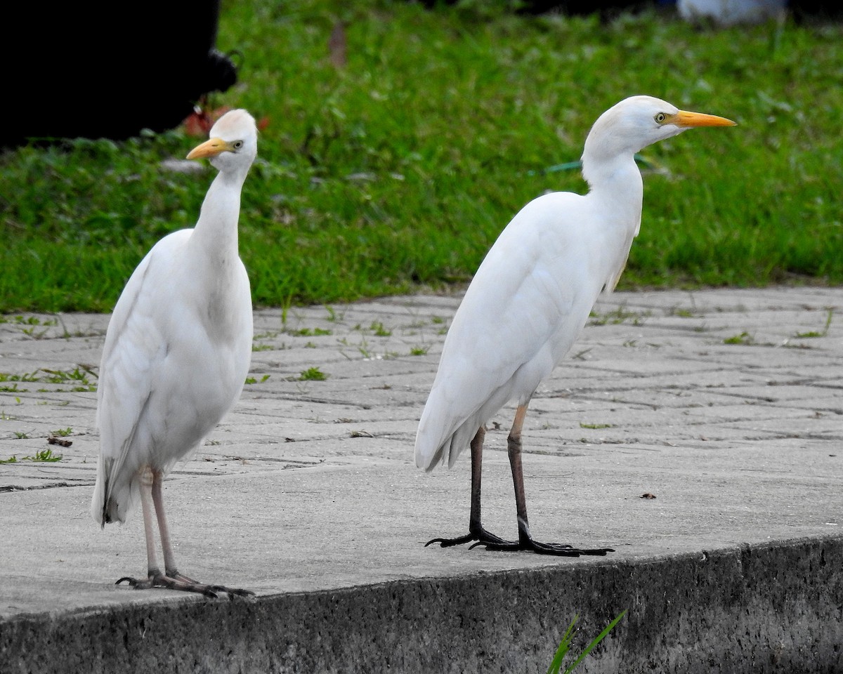 אנפית בקר מערבית - ML646942390