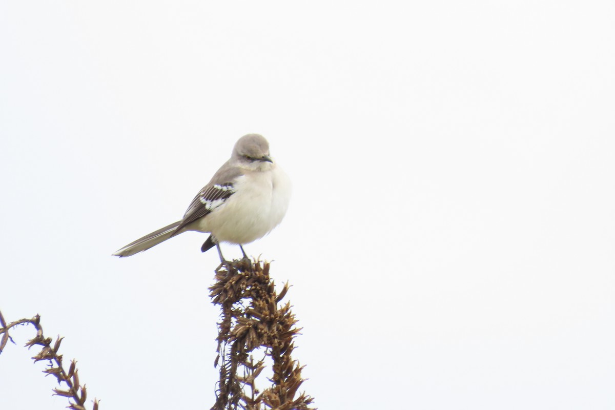 חקיינית צפונית - ML646942400
