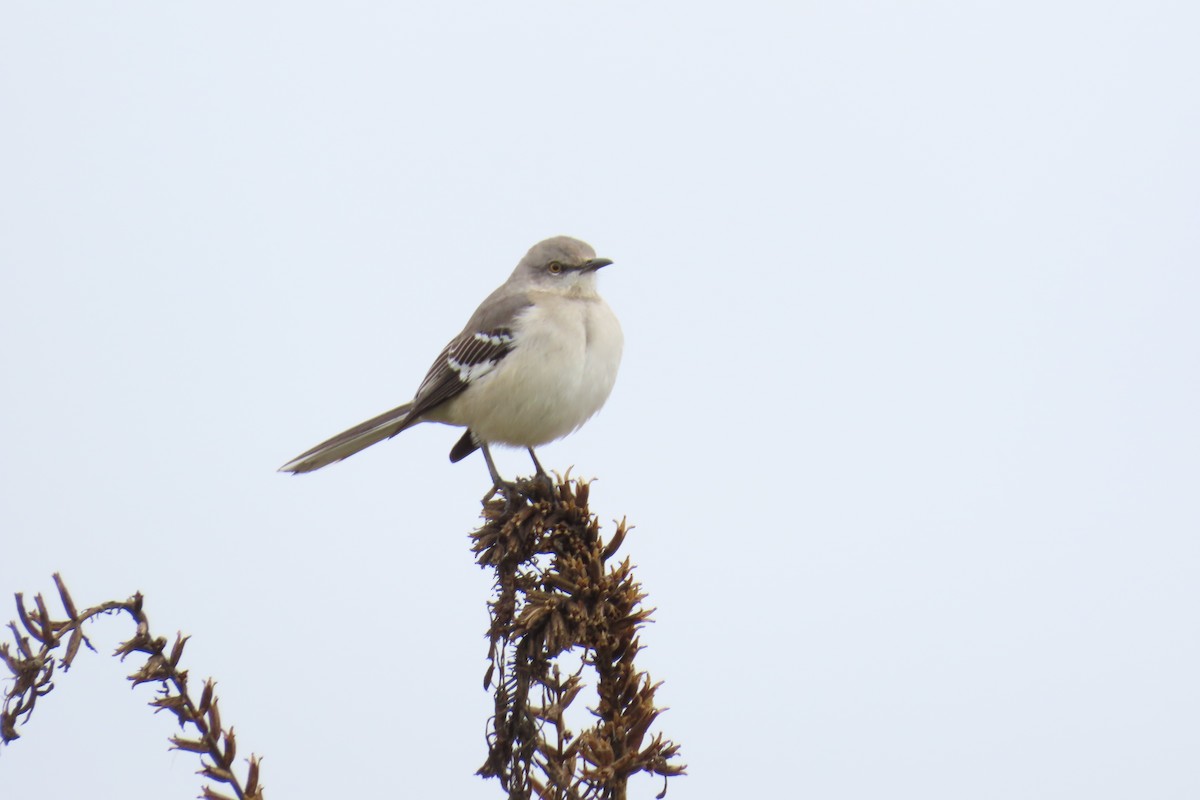 חקיינית צפונית - ML646942402