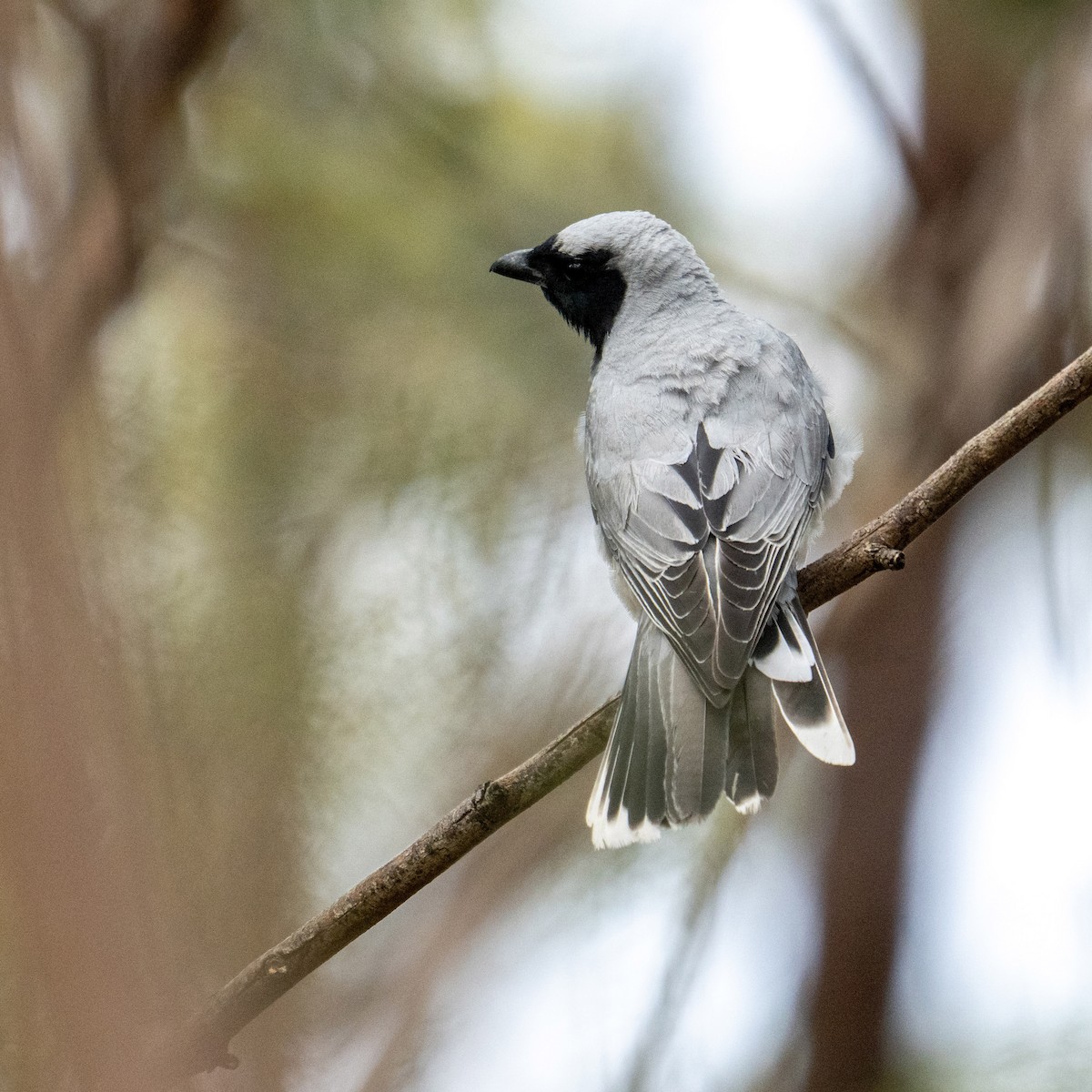 Black-faced Cuckooshrike - ML646942406