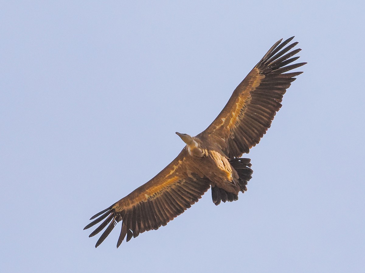 Eurasian Griffon - ML646942407