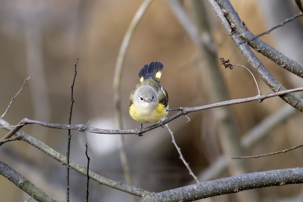 American Redstart - ML646942410