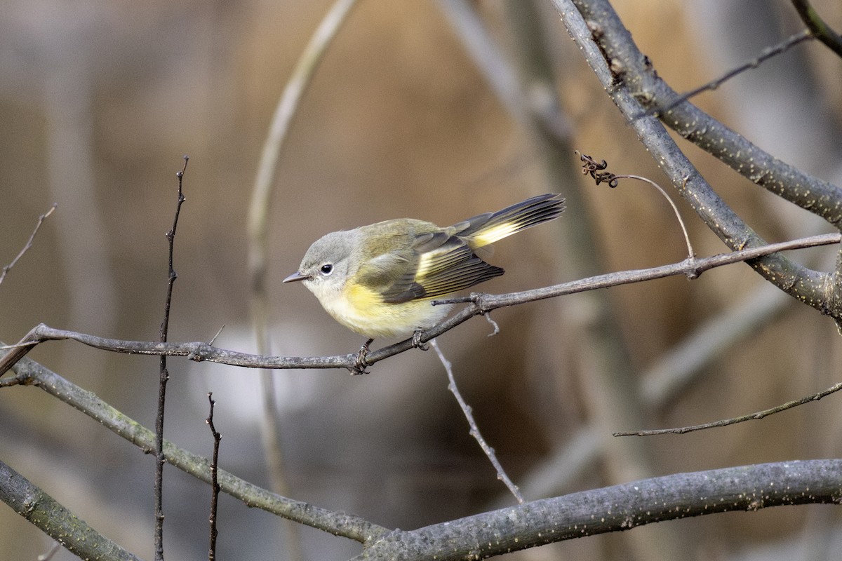 American Redstart - ML646942411
