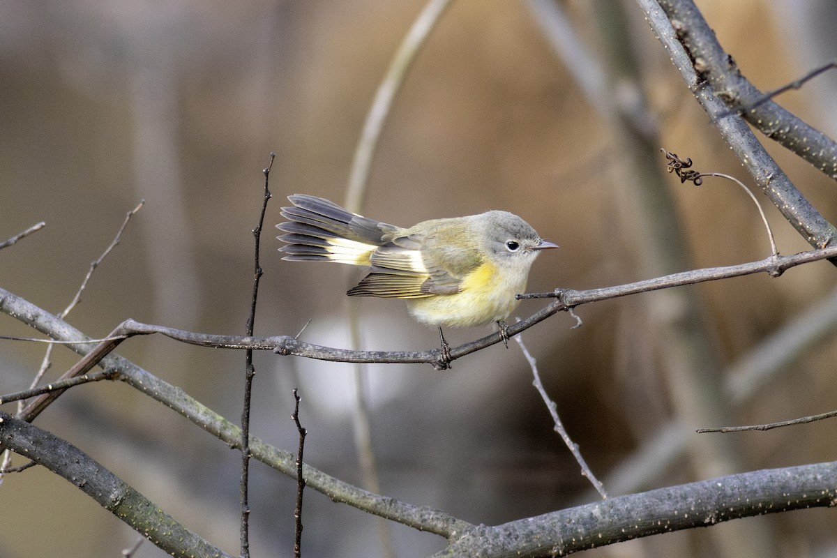 American Redstart - ML646942412