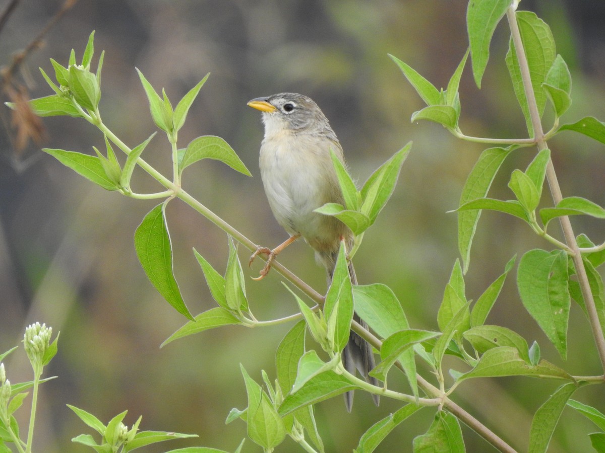 Wedge-tailed Grass-Finch - ML646942415