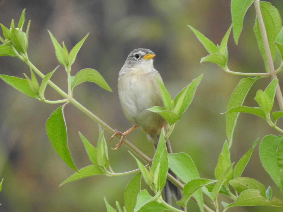 Wedge-tailed Grass-Finch - ML646942422
