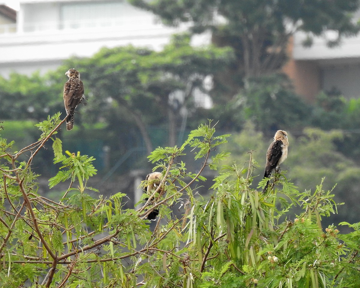 Caracara Chimachima - ML646942424