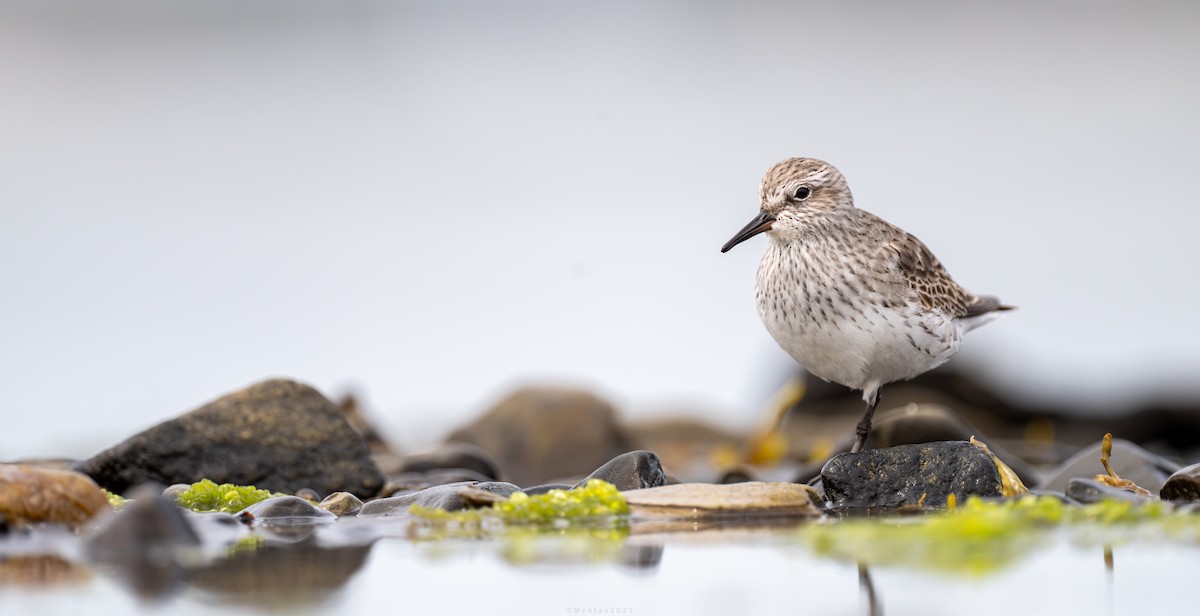 bonapartesnipe - ML646942426