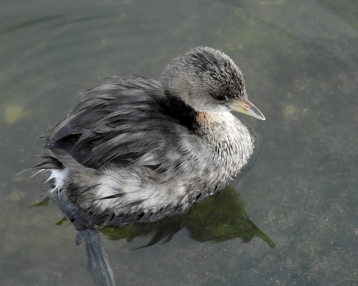 Zampullín Picogrueso - ML646942439