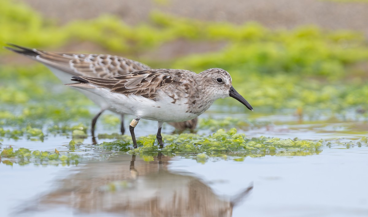 Semipalmated Sandpiper - ML646942452