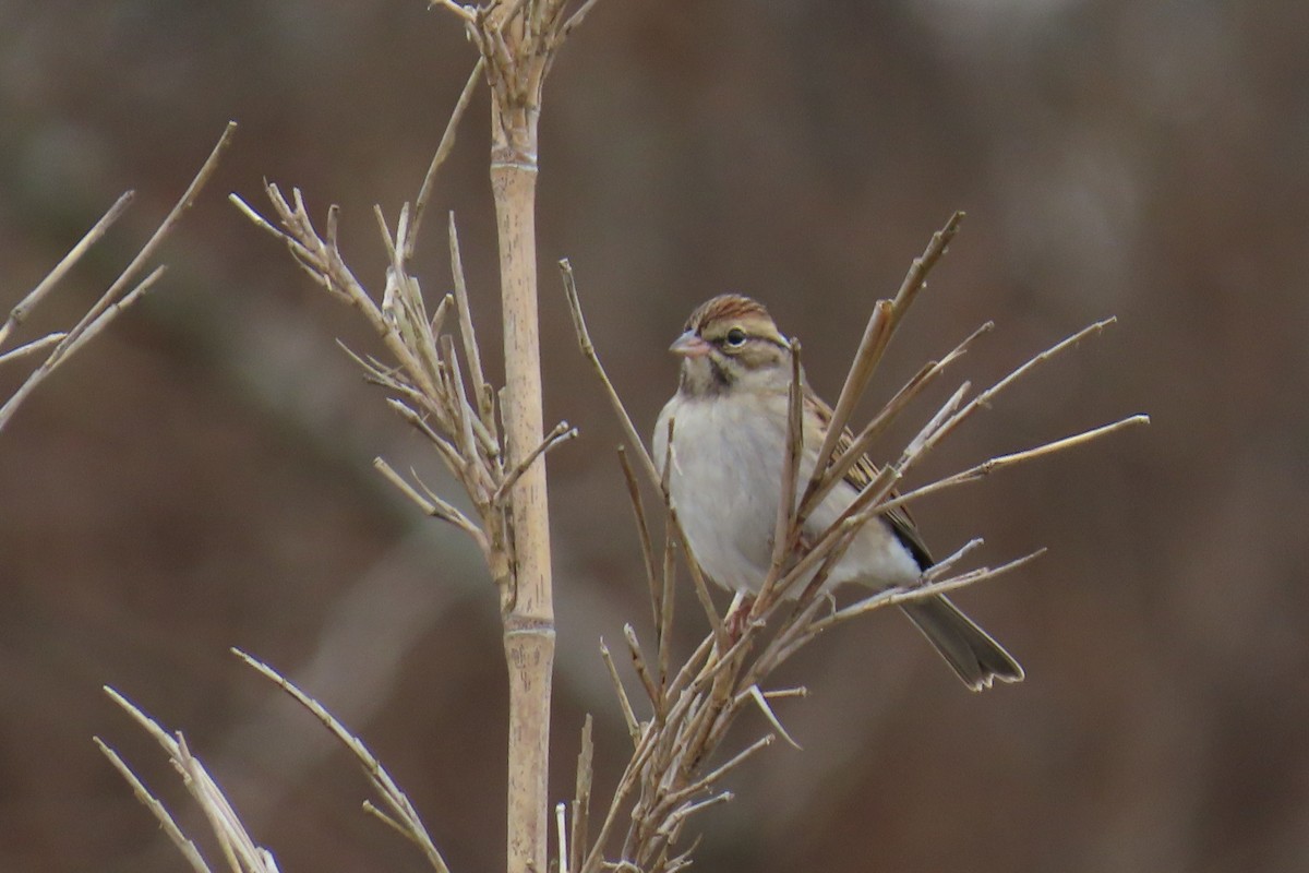 Chipping Sparrow - ML646942458