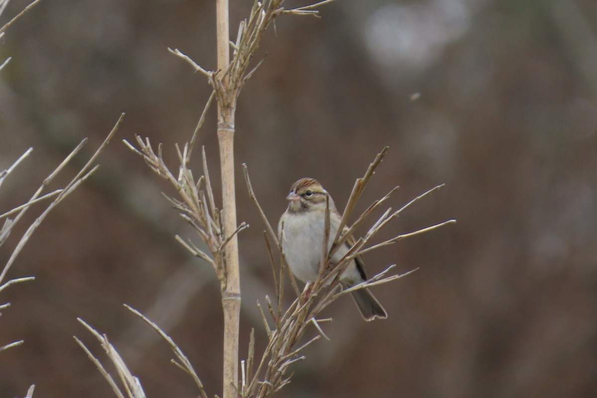 Chipping Sparrow - ML646942459