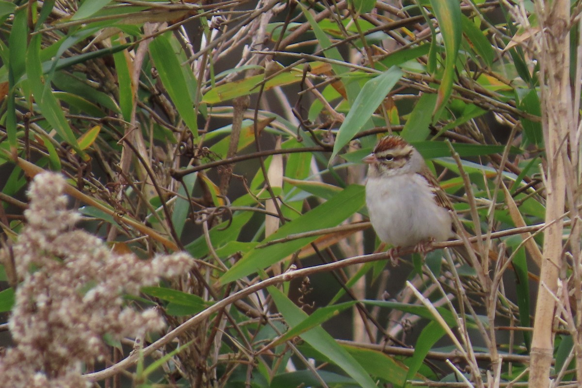 Chipping Sparrow - ML646942460