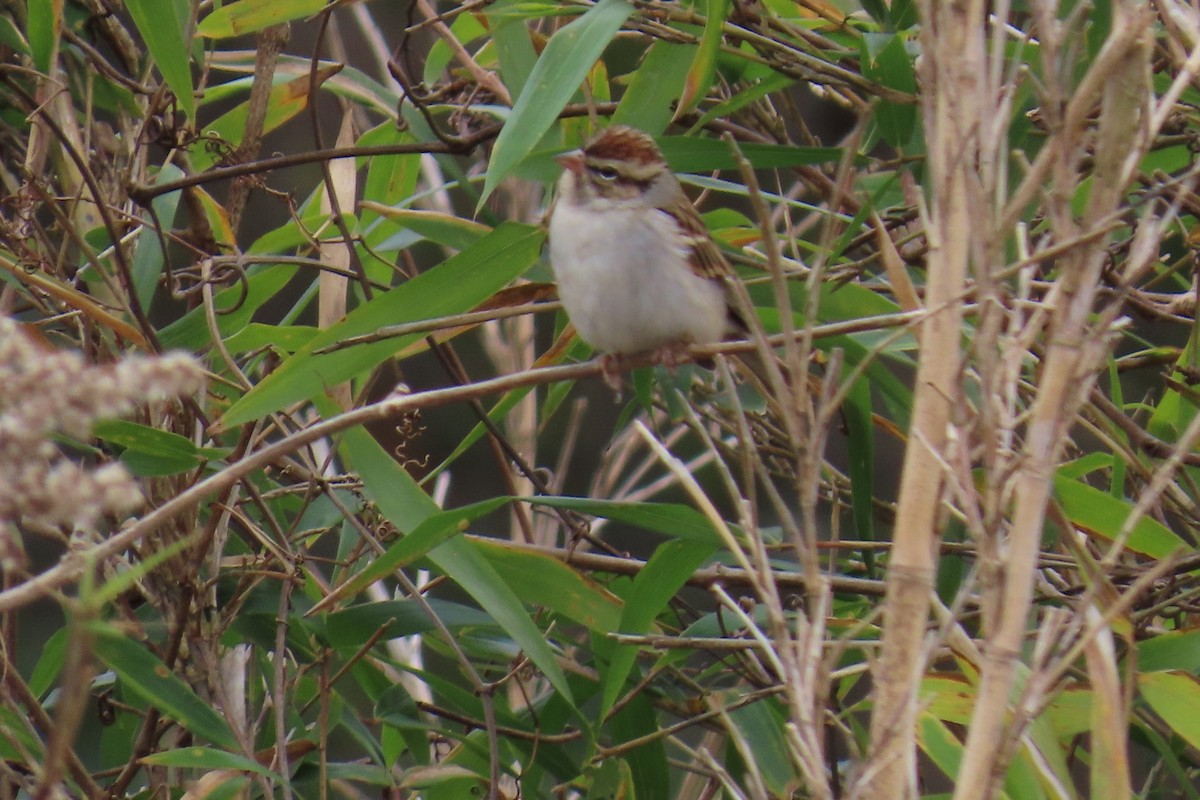 Chipping Sparrow - ML646942461