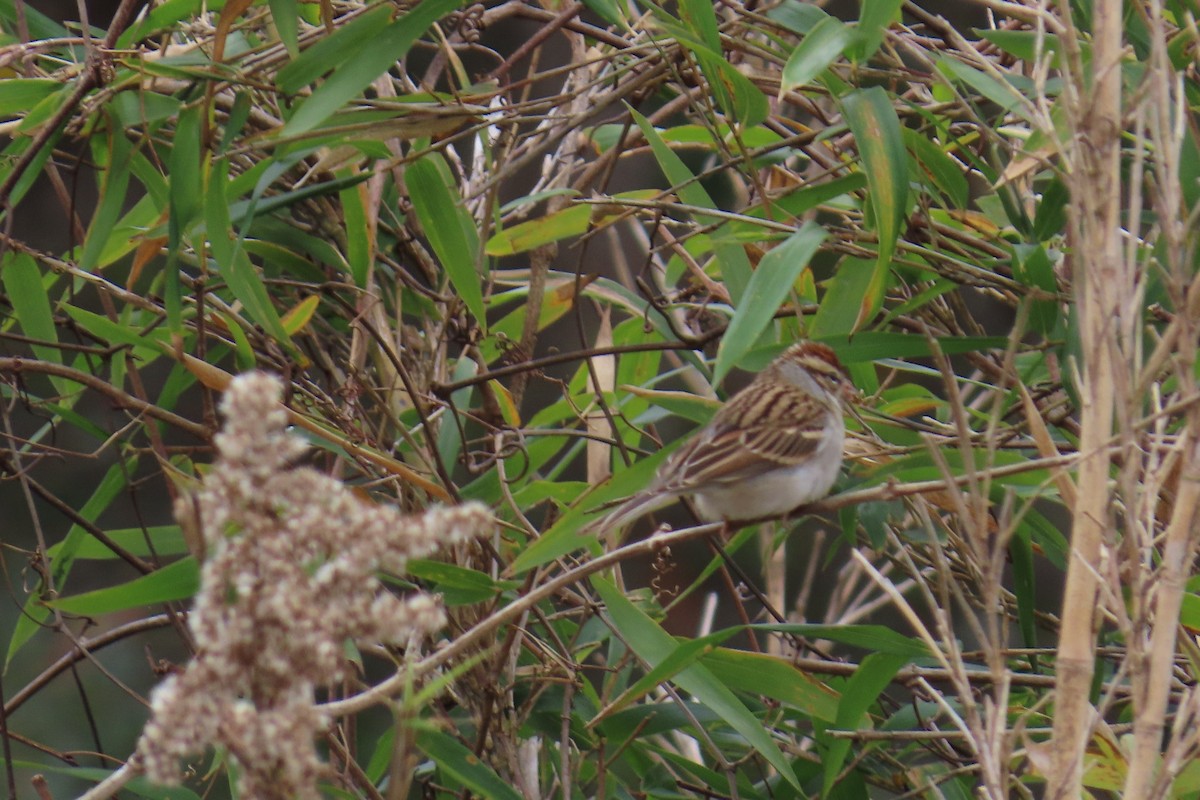 Chipping Sparrow - ML646942462