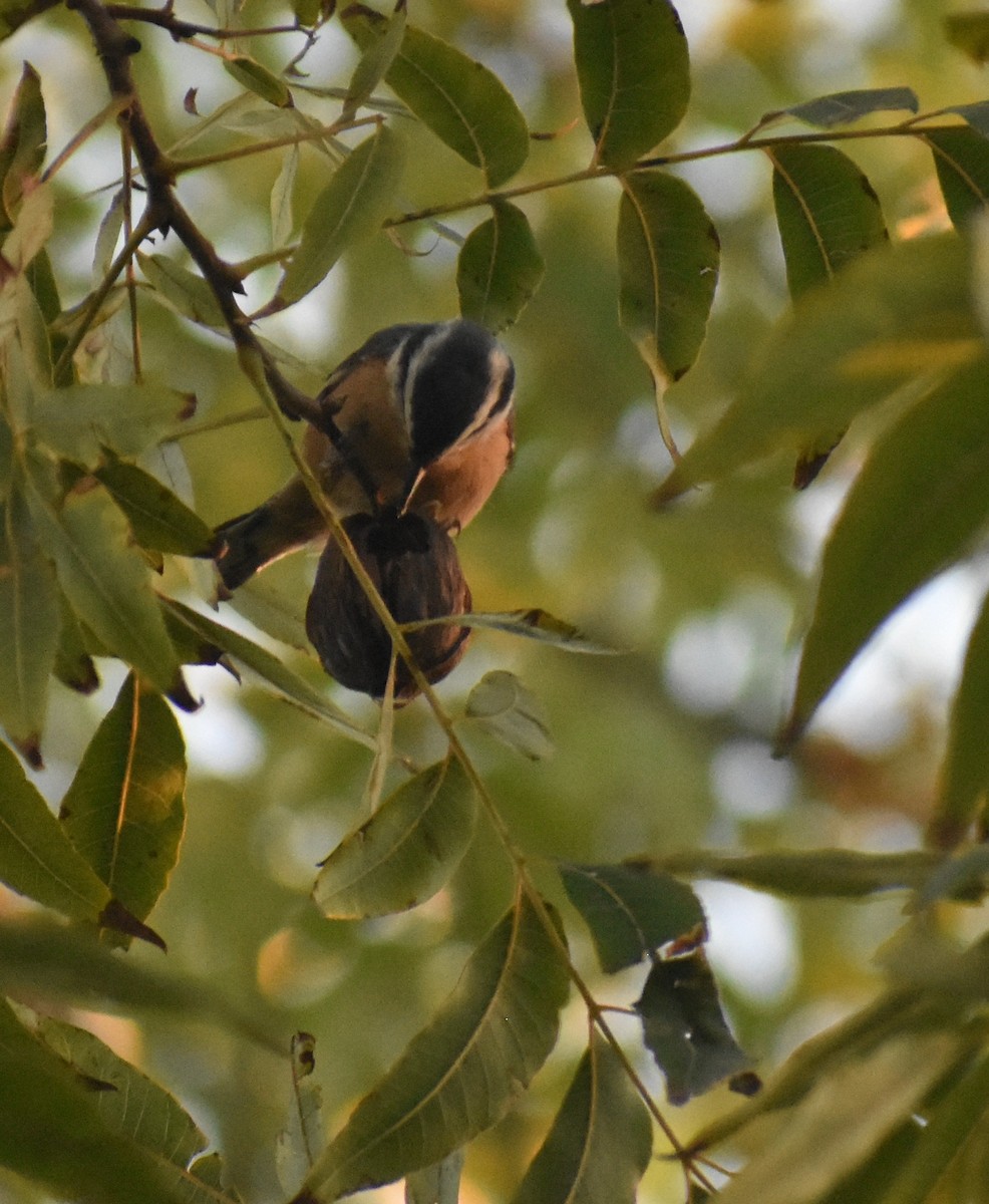 Red-breasted Nuthatch - ML646942466