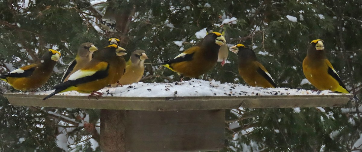 Picogordo Vespertino - ML646942469