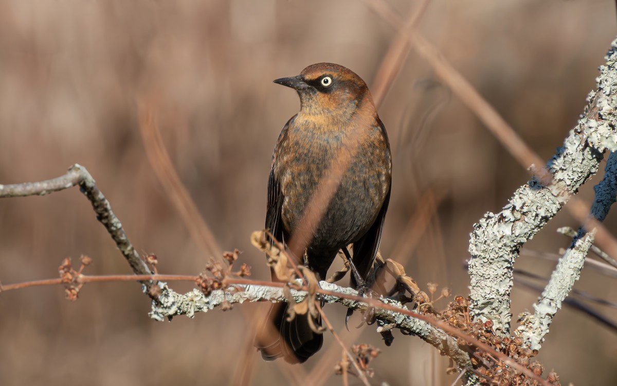 Rusty Blackbird - ML646942470