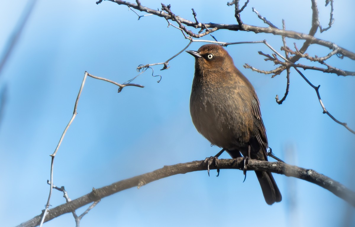 Rusty Blackbird - ML646942472