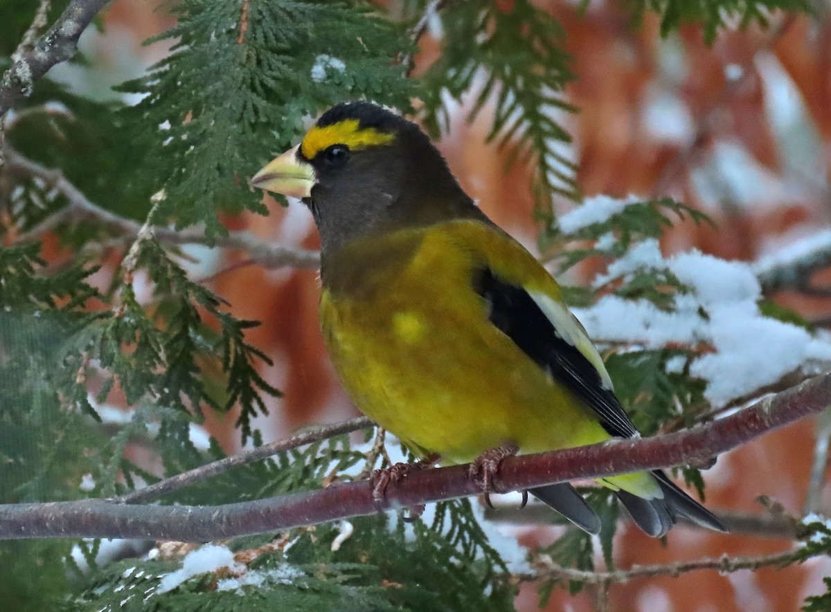 Picogordo Vespertino - ML646942473