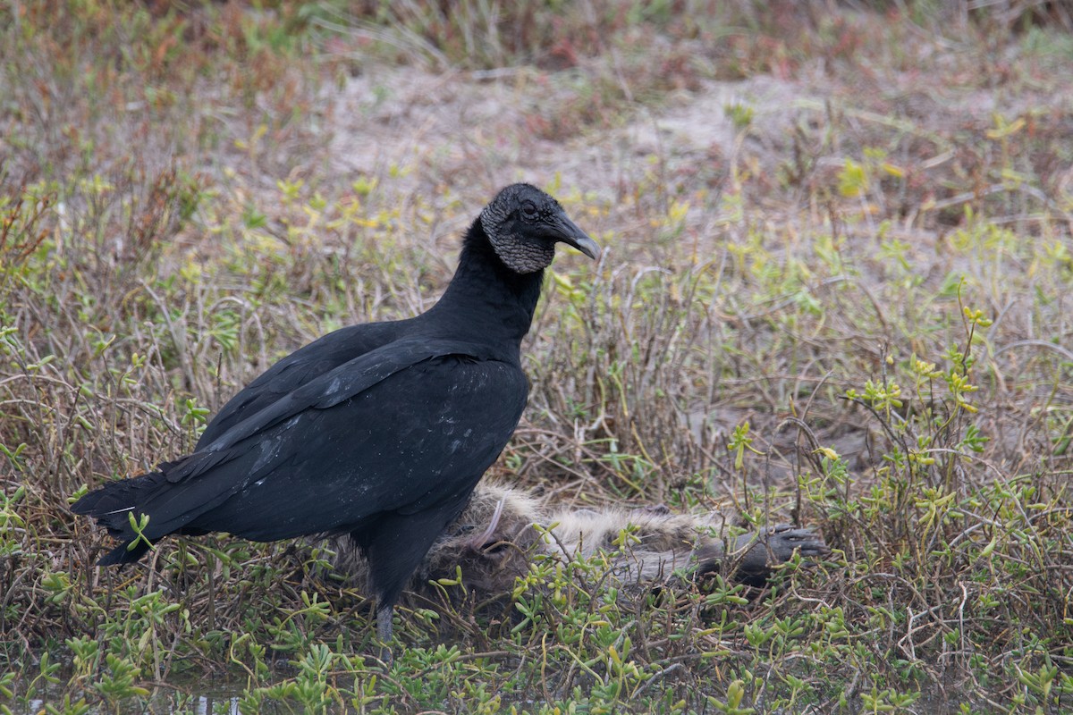 kondor havranovitý - ML646942477