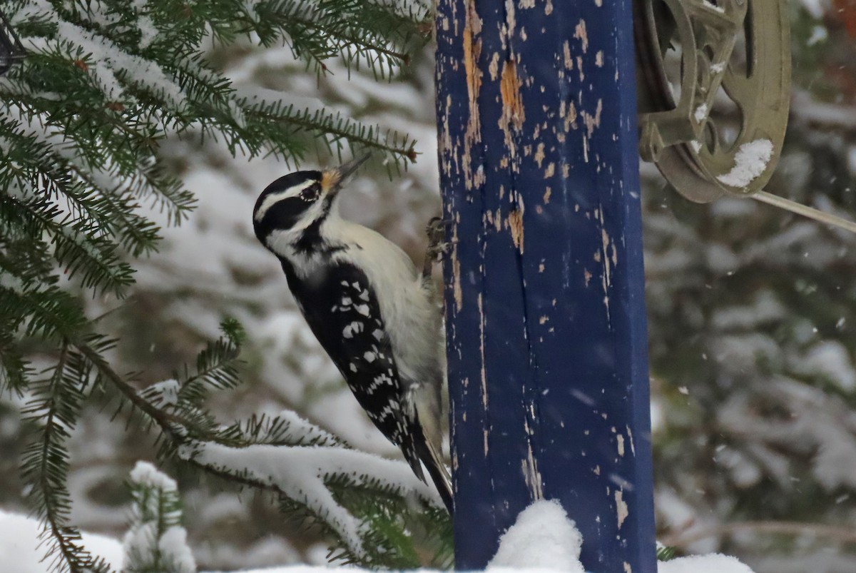 Pico Velloso - ML646942479