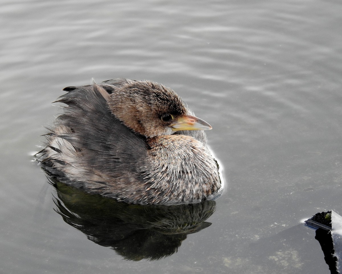 Zampullín Picogrueso - ML646942485