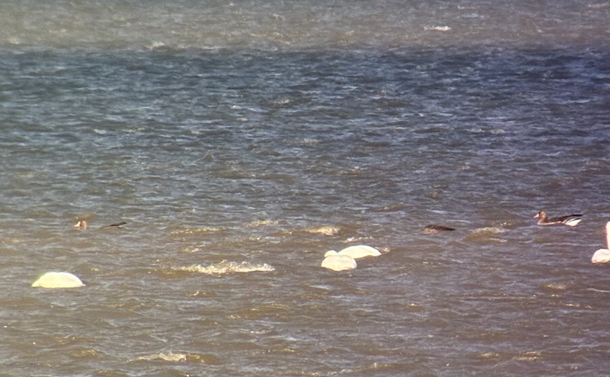 Greater White-fronted Goose - ML646942486