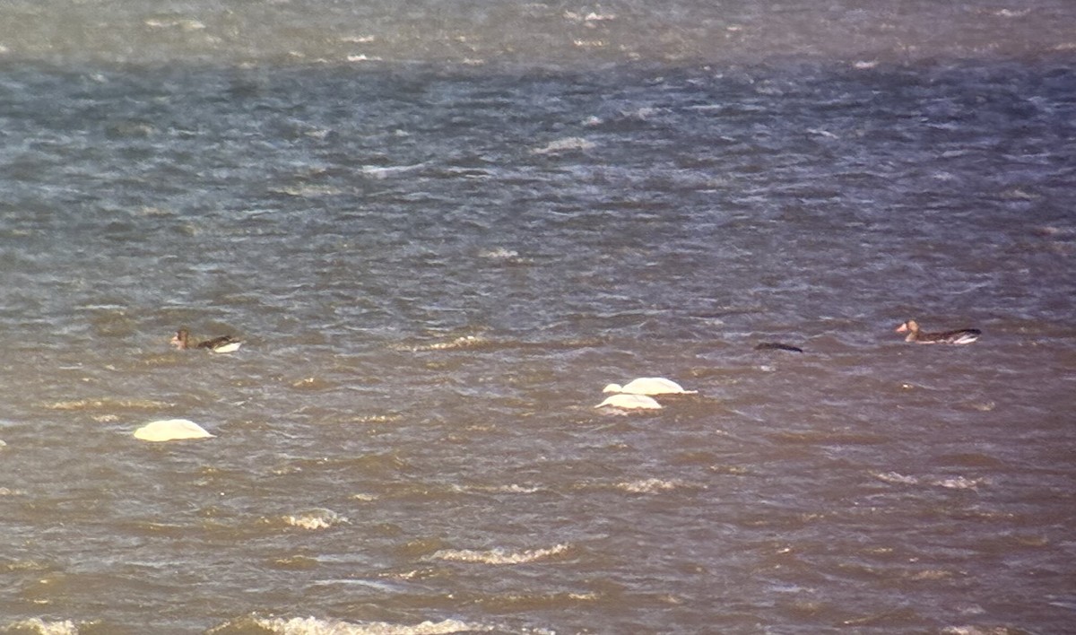 Greater White-fronted Goose - ML646942487