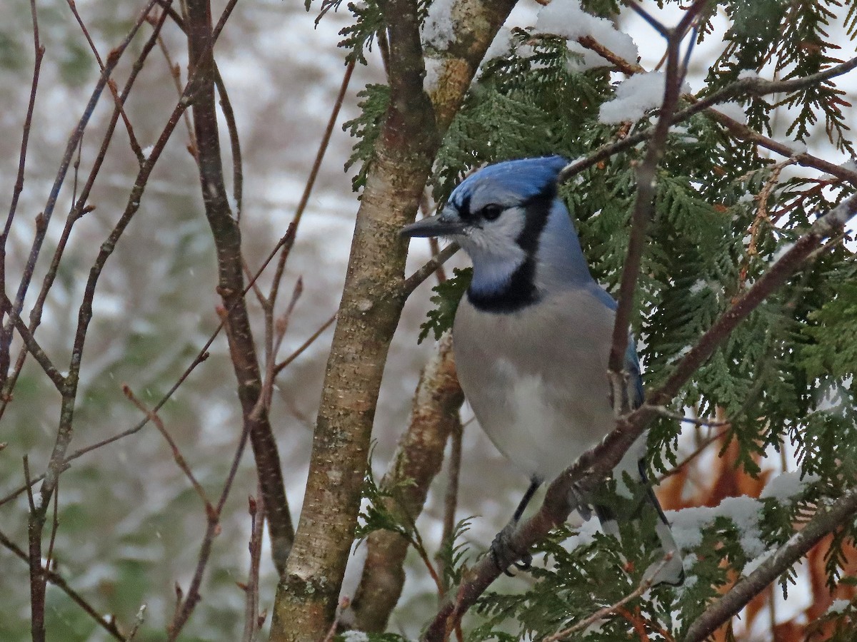 Blue Jay - ML646942488