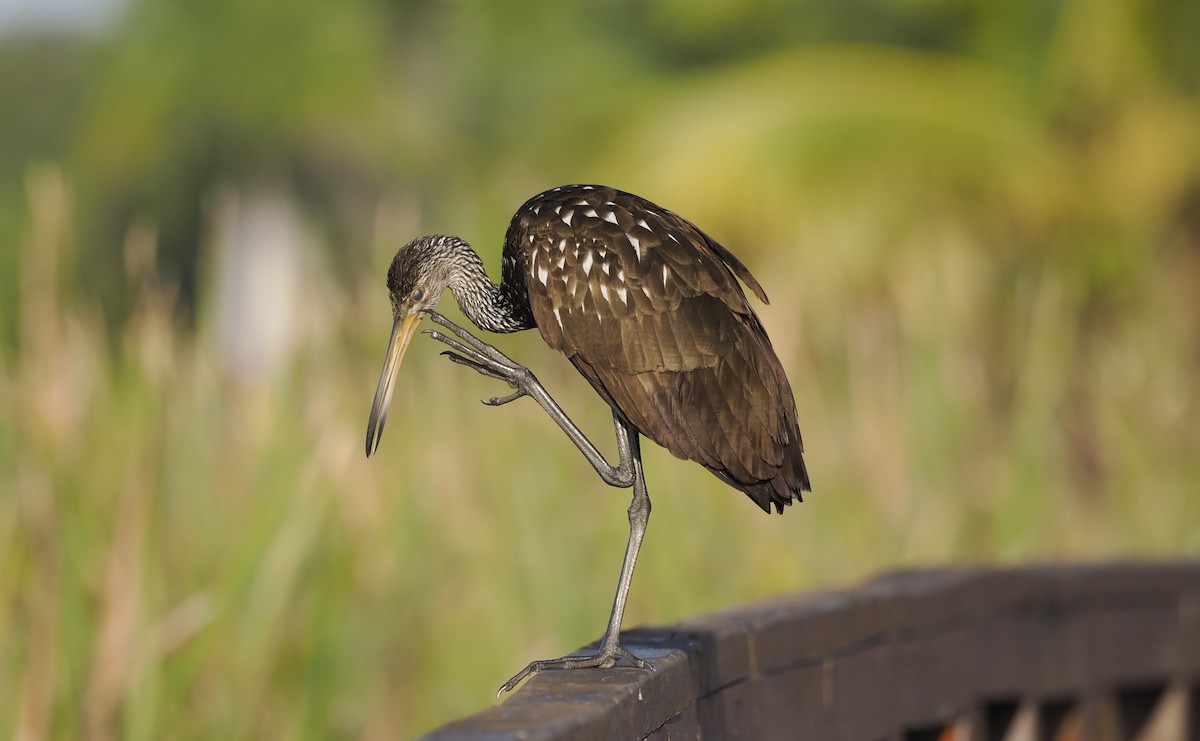 Karraoa - ML646942493